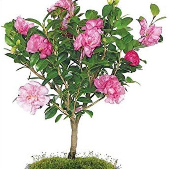 NWOT Stunning “Watercolor” Camila Tree Dress Sz M - Picture 12 of 16